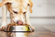 Best Dog food with vitamins and minerals