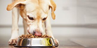 Best Dog food with vitamins and minerals