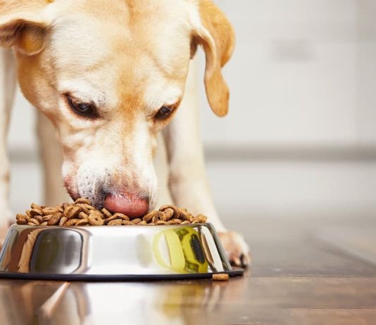 Best Dog food with vitamins and minerals