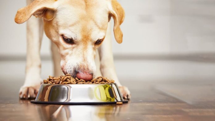 Best Dog food with vitamins and minerals