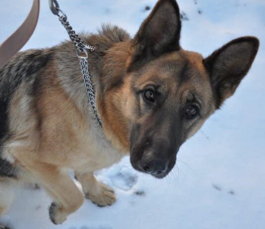 The Benefits Of Using A Pinch Collar For Your Dog
