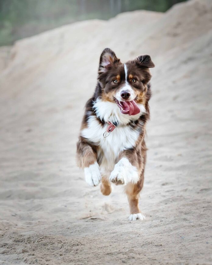 Bungee Dog Leashes