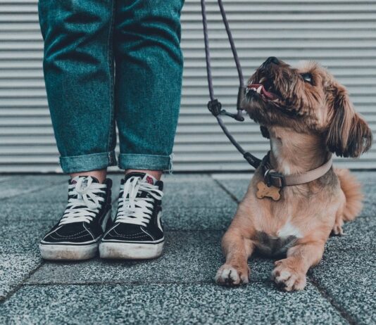 Do double dog leashes work