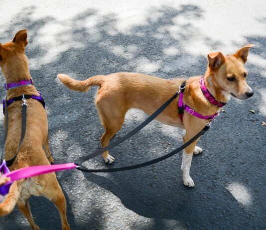 How do you use a two hounds freedom harness