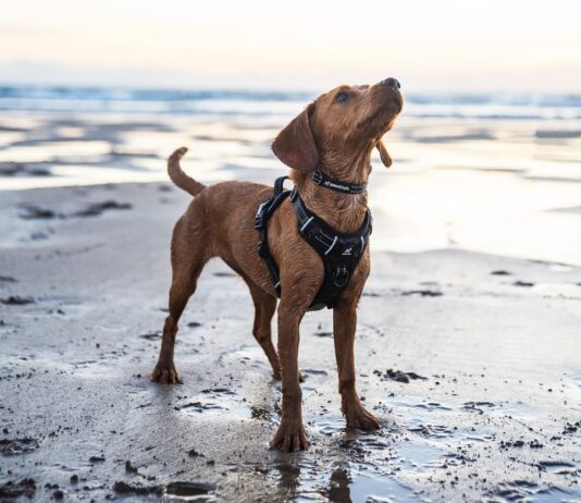 How to fit a dog harness