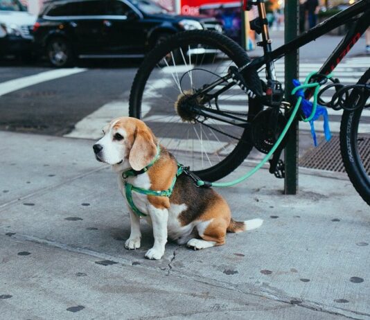 Is a slip leash good for dogs