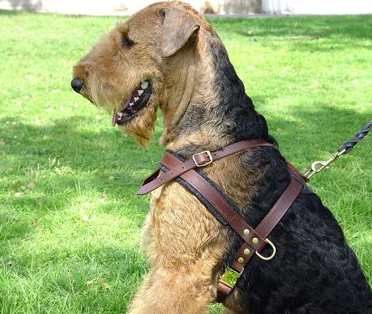 Leather Dog Harness