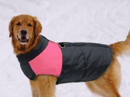 Should dogs wear jackets in winter