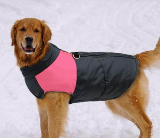 Should dogs wear jackets in winter