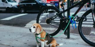 The Climbers Rope Dog Leash