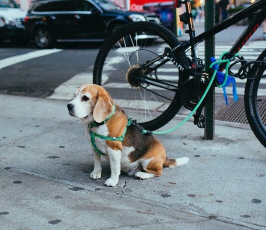 The Climbers Rope Dog Leash