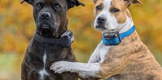 Do Dog Trainers Use Training Collars