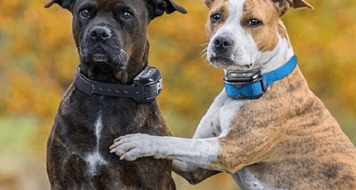 Do Dog Trainers Use Training Collars