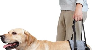Do I Need A Special Harness For Walking My Elderly Dog