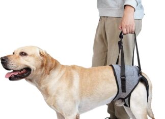 Do I Need A Special Harness For Walking My Elderly Dog