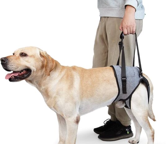 Do I Need A Special Harness For Walking My Elderly Dog