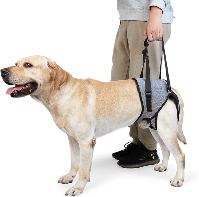 Do I Need A Special Harness For Walking My Elderly Dog