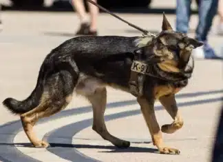 Do Police Dog Trainers Use Shock Collars