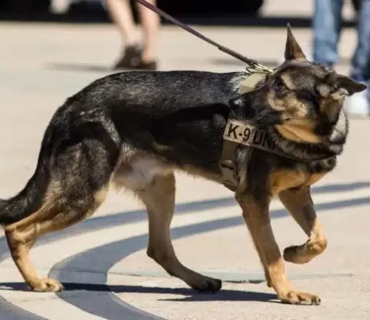Do Police Dog Trainers Use Shock Collars