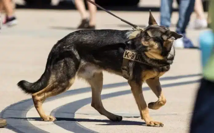 Do Police Dog Trainers Use Shock Collars