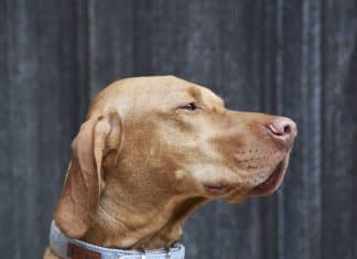 What Features Should I Look For In Dog Collars