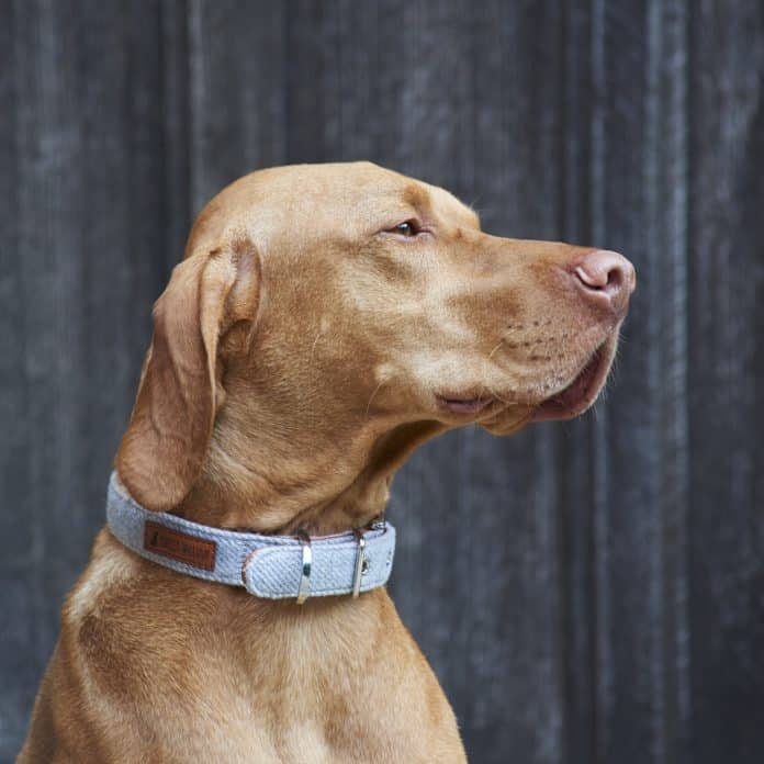 What Features Should I Look For In Dog Collars
