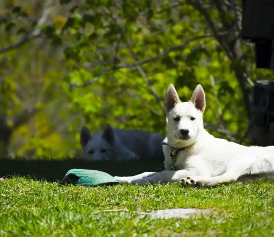 What Is The Difference Between A Bark Collar And A Training Collar? What Is The Difference Between A Bark Collar And A Training Collar
