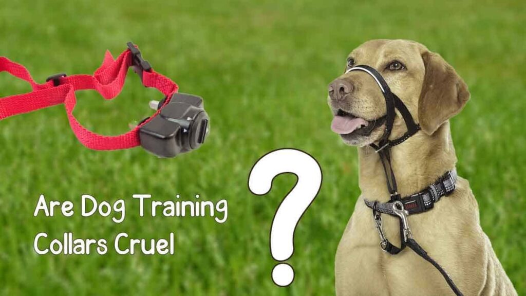 Are Dog Training Collars Cruel?