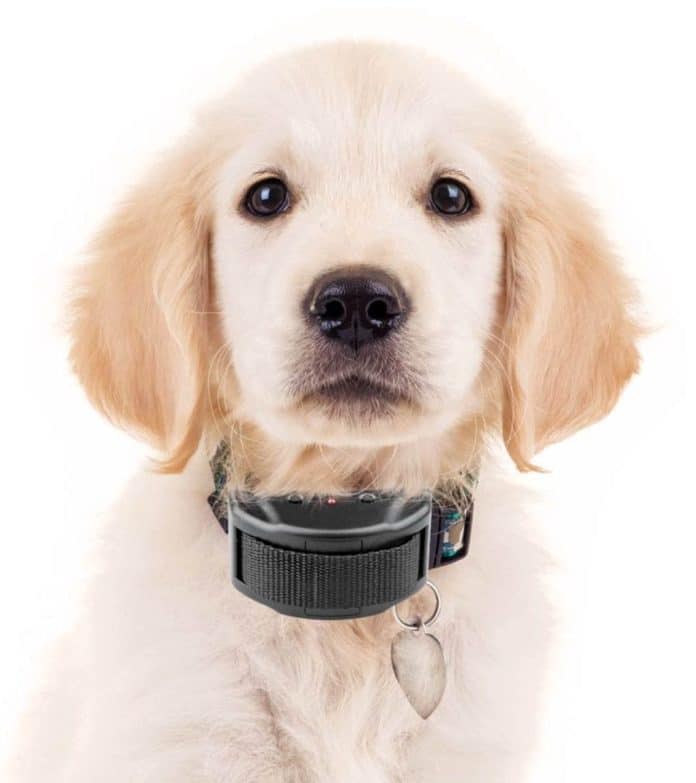 are dog training collars cruel 4