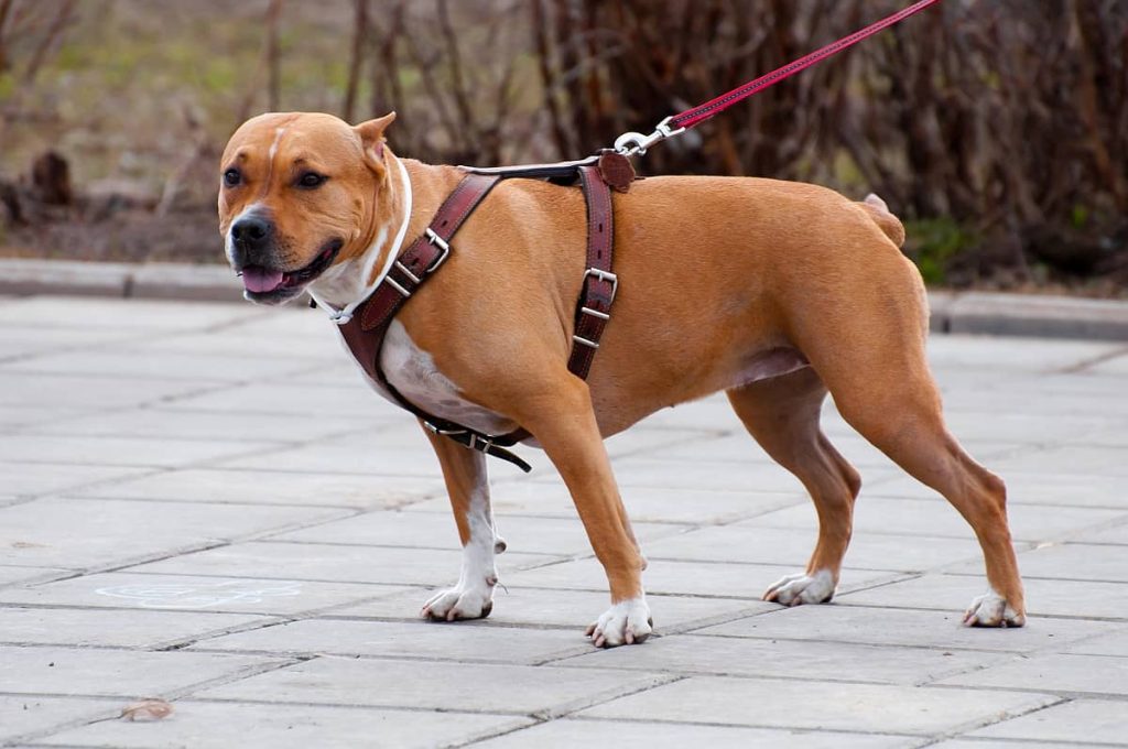 Are Leather Harnesses Bad For Dogs?