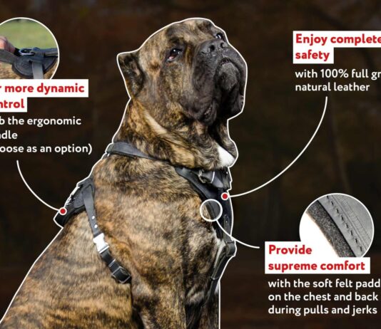 are leather harnesses bad for dogs 4