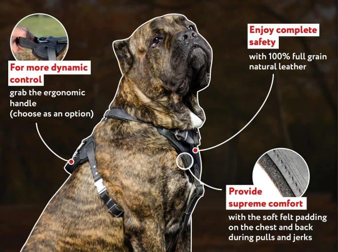 are leather harnesses bad for dogs 4