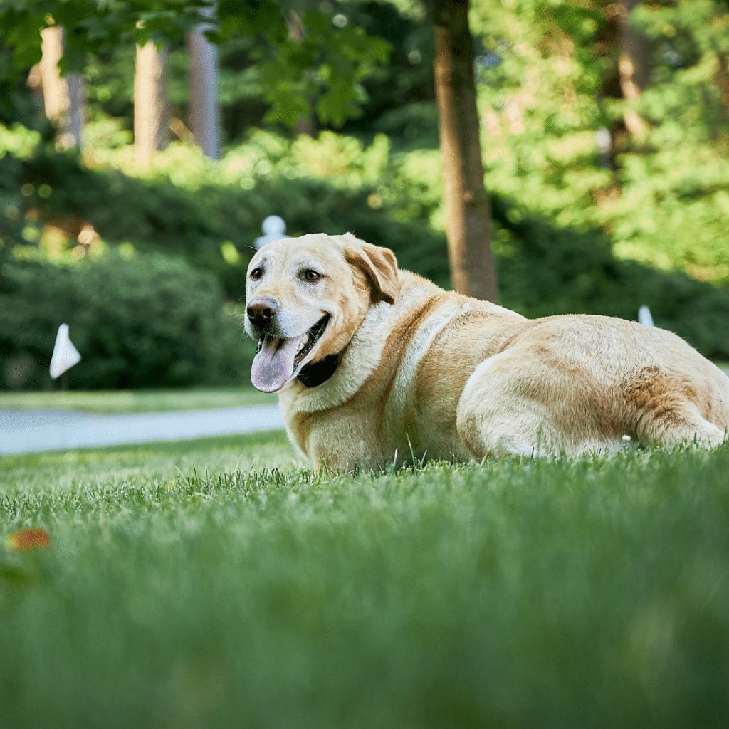 Are Wireless Dog Fences Safe For My Dog?