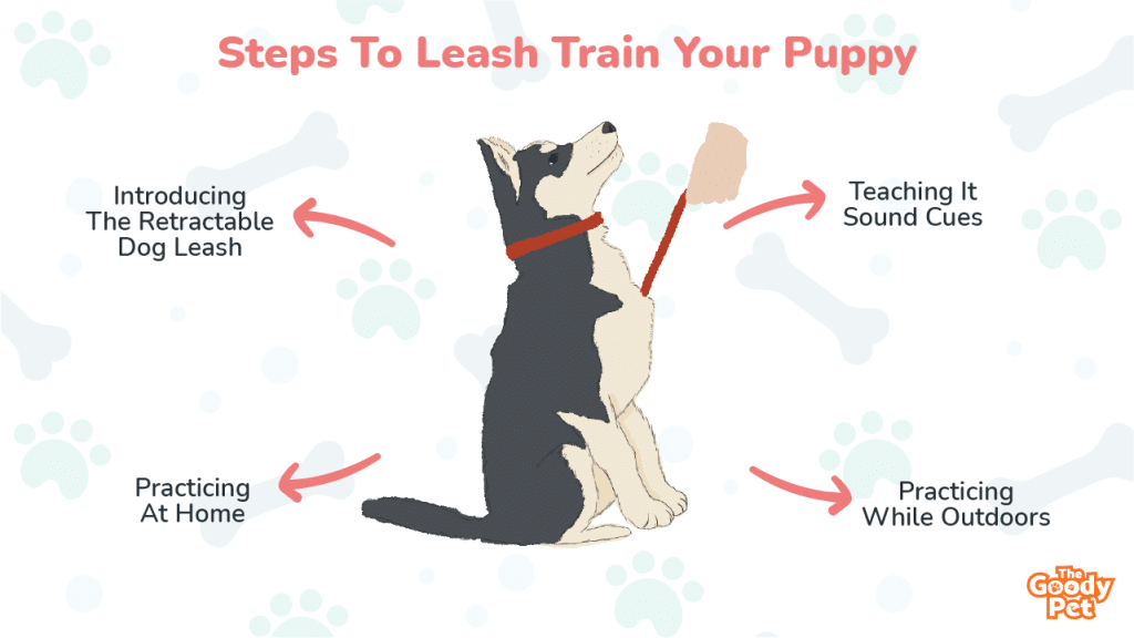 At What Age Do You Leash Train A Puppy?