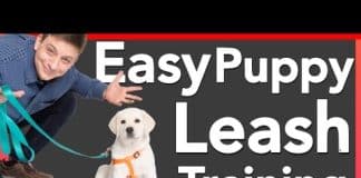 at what age do you leash train a puppy 2