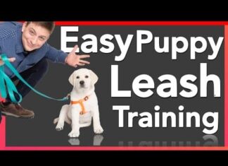 at what age do you leash train a puppy 2