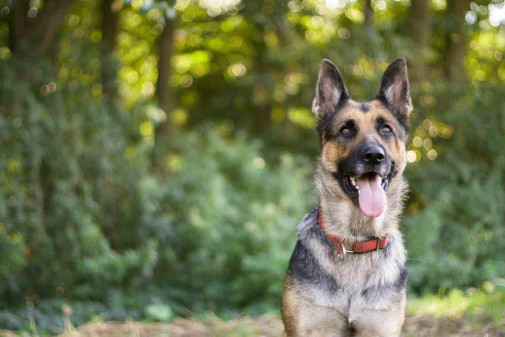 Do Dog Trainers Use Training Collars?
