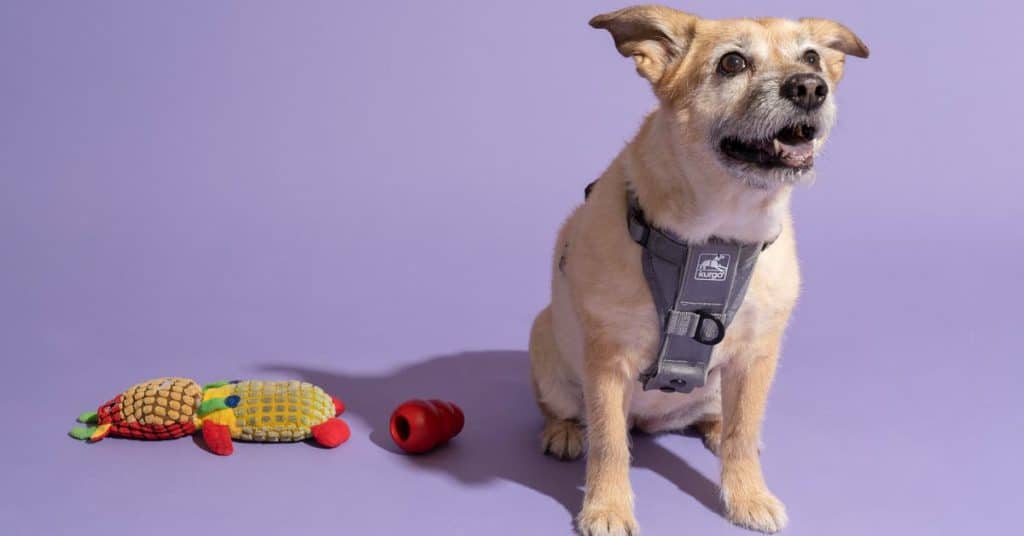 Do Dogs Feel More Secure With A Harness On?