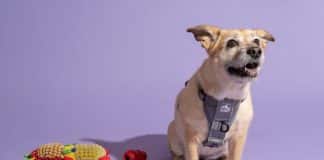 do dogs feel more secure with a harness on 4