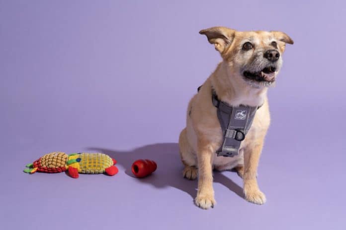 do dogs feel more secure with a harness on 4