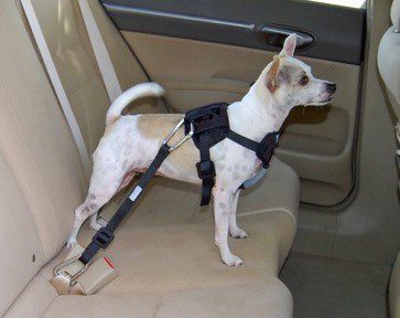 Do Dogs Feel More Secure With A Harness On?