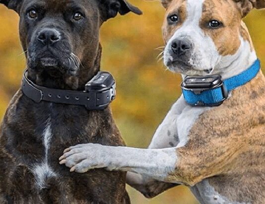 do professional dog trainers use shock collars 1