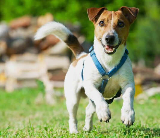 do vets recommend collars or harnesses 1