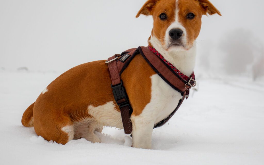 Do Vets Recommend Harnesses?