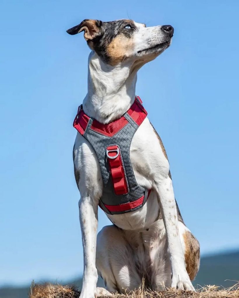 Do Vets Recommend Harnesses?