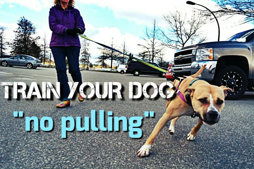 How Can I Train My Dog Not To Pull On The Leash?
