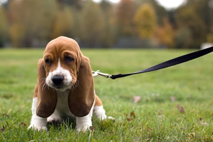 How Can I Train My Dog Not To Pull On The Leash?