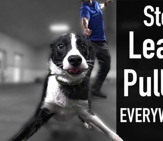 how can i train my dog not to pull on the leash 4