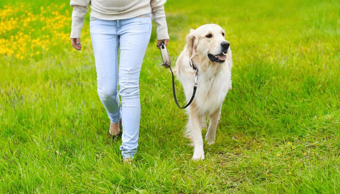 How Can I Train My Dog Not To Pull On The Leash?