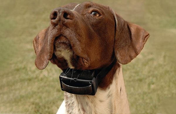 How Do I Introduce My Dog To A Bark Collar?